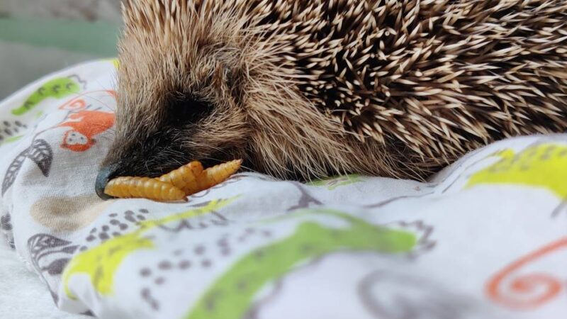 Tierschutz in Korschenbroich: Krankes Igelkind aus der Kälte gerettet
