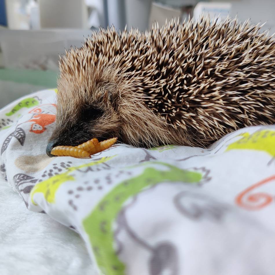 Tierschutz in Korschenbroich: Krankes Igelkind aus der Kälte gerettet