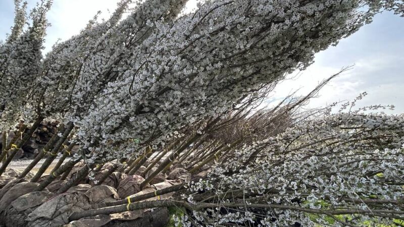 Klimawandel in Mönchengladbach: Mehr als 1,1 Millionen Euro für Stadtbäume