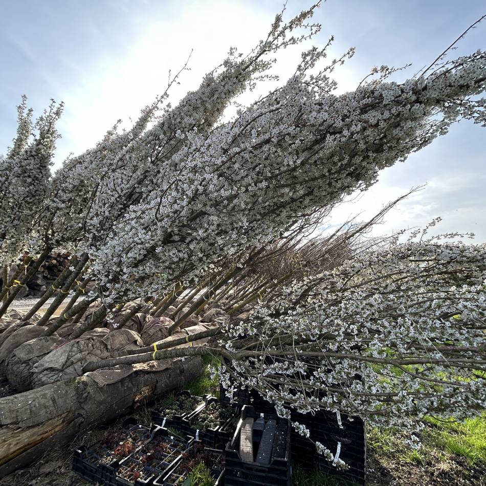 Klimawandel in Mönchengladbach: Mehr als 1,1 Millionen Euro für Stadtbäume