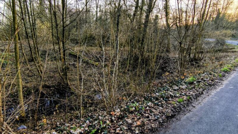 Veterinäramt über die Vogelgrippe: Was Meerbuscher tun sollen, wenn sie einen toten Vogel entdecken