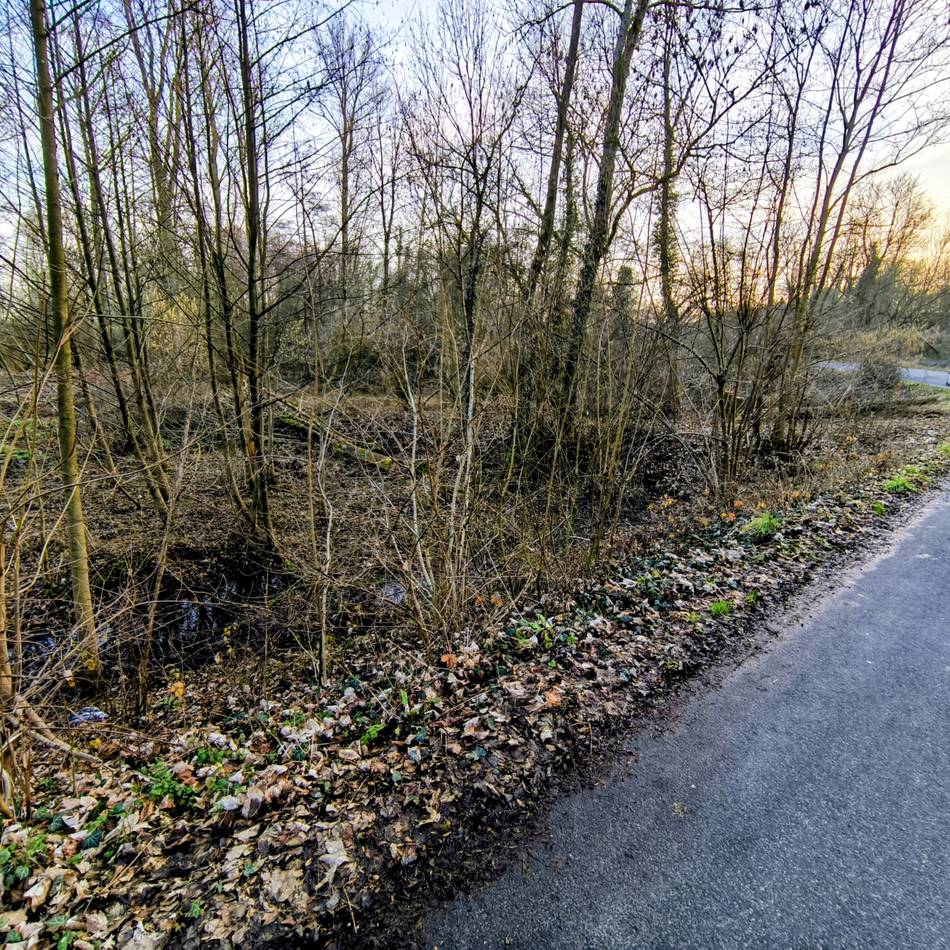 Veterinäramt über die Vogelgrippe: Was Meerbuscher tun sollen, wenn sie einen toten Vogel entdecken