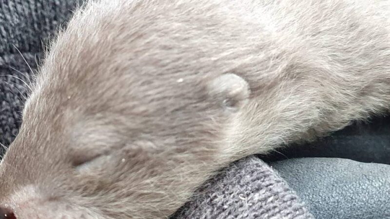 Fischotternachwuchs in Leverkusen: Ist der süß!