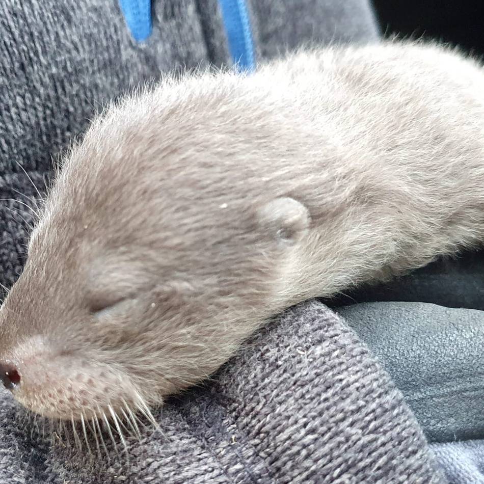 Fischotternachwuchs in Leverkusen: Ist der süß!