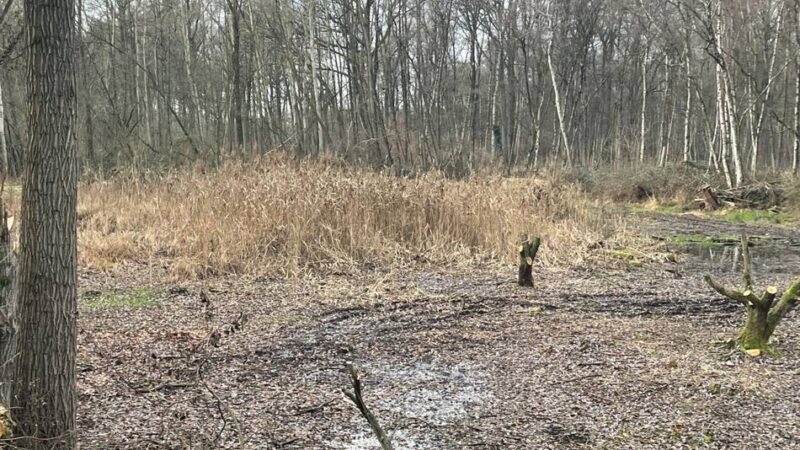Further Moor in Langenfeld: Offenland Stiftung sorgt für ein Übergangsmoor am Further Weg