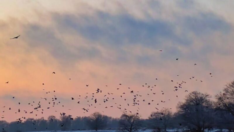 Fotos unserer Leserinnen und Leser: So schön ist der Winter in Krefeld