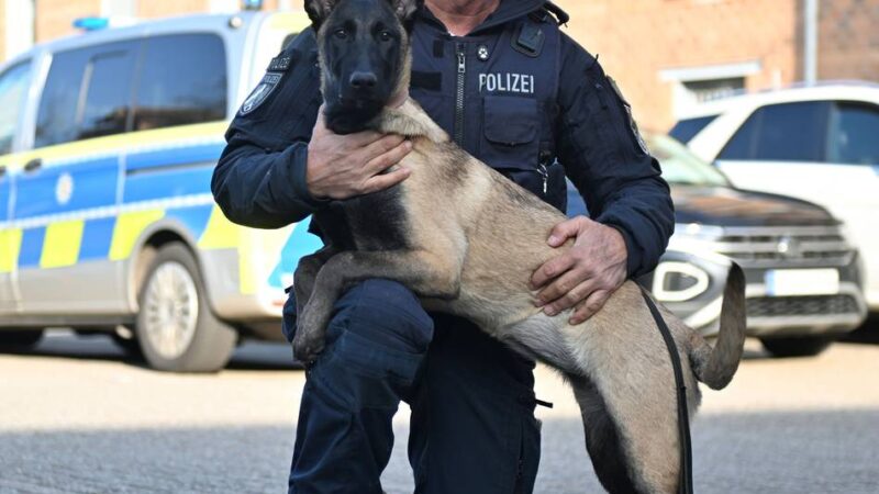 Diensthund in Ausbildung: Neue Schnüfflerin für die Kreispolizei