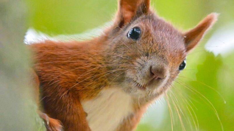 Lebensretter für flauschige Kletterer: Neuss bekommt seine erste Eichhörnchen-Brücke