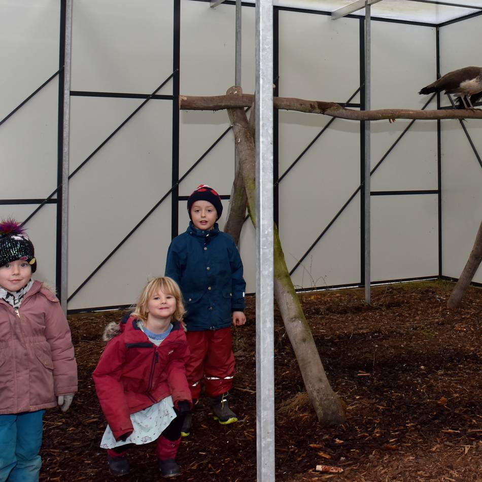 Ungewöhnliches Angebot: Wo Kita-Kinder auf Pfauen treffen