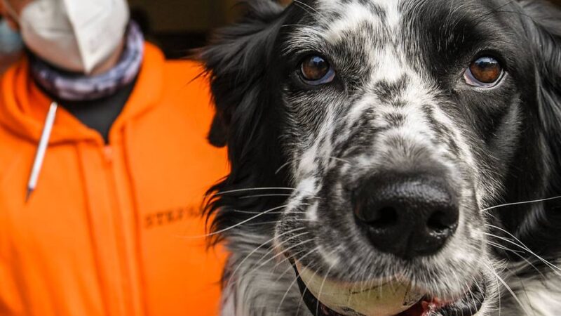 Gewerbeobjekt gesucht: Tiertafel Moers braucht mehr Platz
