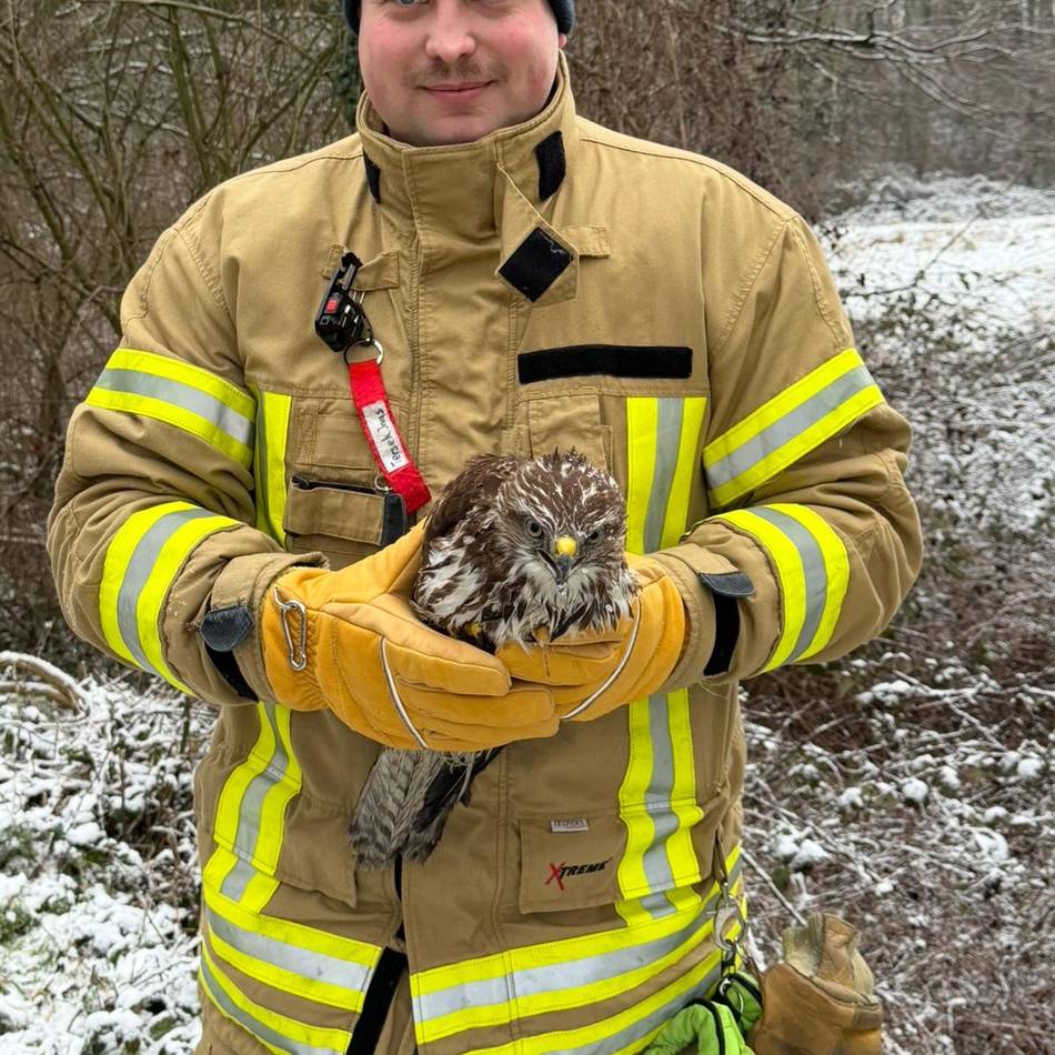 Tierischer Einsatz: Feuerwehr rettet geschwächten Mäusebussard