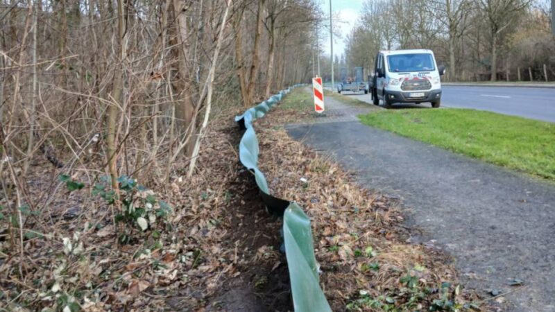 Schutzzäune in Krefeld: Wie Ehrenamtler Kröten retten