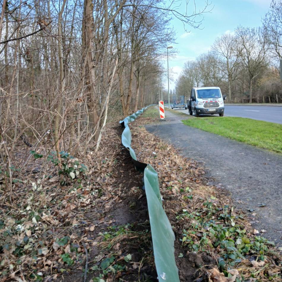 Schutzzäune in Krefeld: Wie Ehrenamtler Kröten retten
