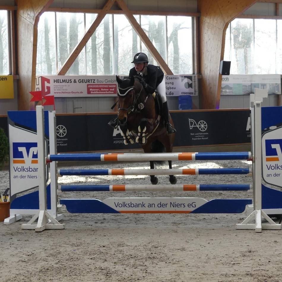 Auftakt in die Hallen-Saison: So groß wird das Reitsport-Wochenende des RFV Asperden-Kessel