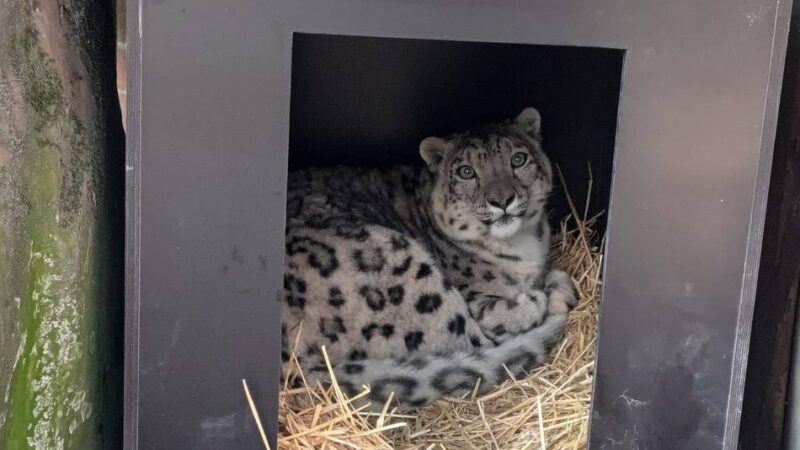 Neuzugang im Zoo Krefeld: Schneeleopard Qilian soll Zuchterfolge fortführen