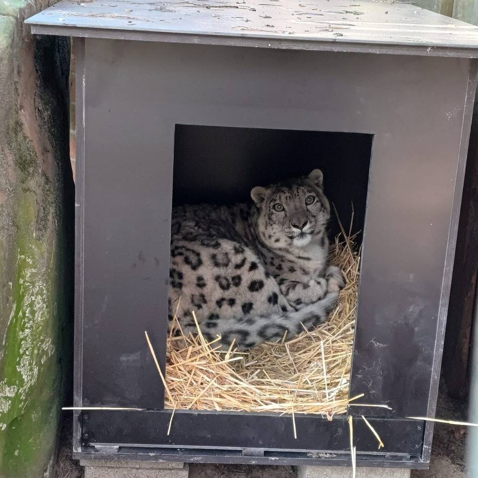 Neuzugang im Zoo Krefeld: Schneeleopard Qilian soll Zuchterfolge fortführen
