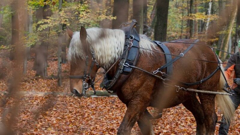 Tierischer Einsatz: Wie Pferde die Wälder in Mönchengladbach pflegen