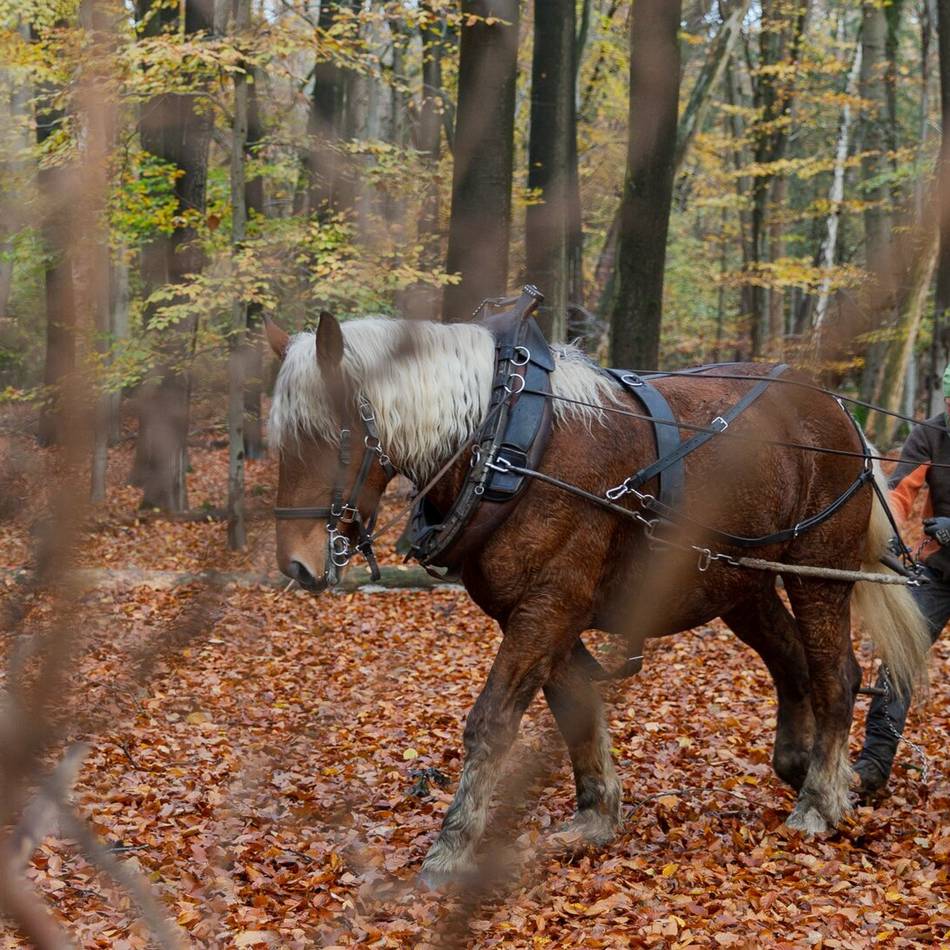 Tierischer Einsatz: Wie Pferde die Wälder in Mönchengladbach pflegen