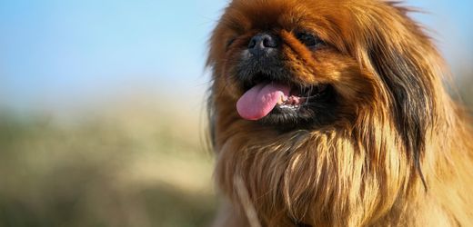 Folgen der Qualzucht: Auch Pekinesen und weitere Hunderassen leiden unter Atemnot