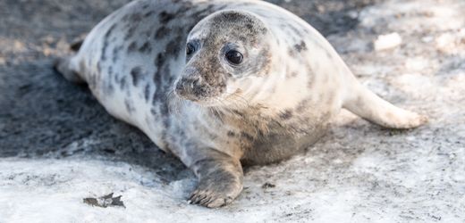 Rügen: Zwei Fischer sollen für tote Kegelrobben verantwortlich sein