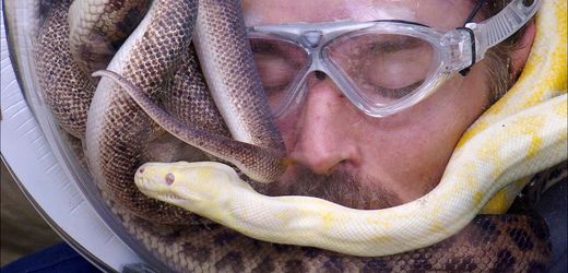 RTL: Gil Ofarim zum Dschungelkönig gekürt – Das ist nun wirklich die Krönung