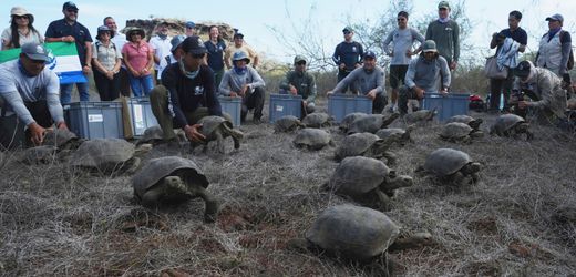 Galápagos-Riesenschildkröten feiern Comeback auf Insel Floreana