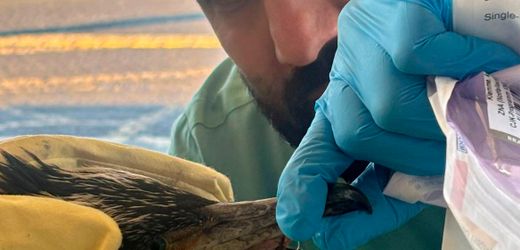 Bremen: Geht ein Kormoran ins Krankenhaus