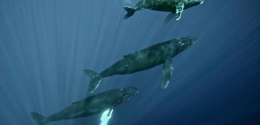 Erholt sich die Population, singen die älteren Wal-Männchen