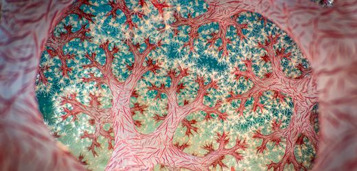 »Close-up Photographer of the Year«: Die schönsten Nahaufnahmen von Tieren und Pflanzen