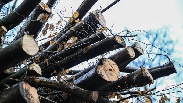 Diese Straße wird wegen Baumfällarbeiten zwei Tage lang komplett gesperrt
