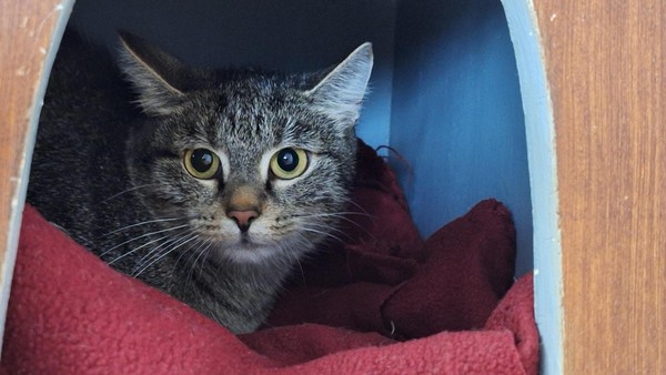 Schüchterne Katze Kara sucht ein Zuhause: Ihre Babys kamen im Tierheim zur Welt