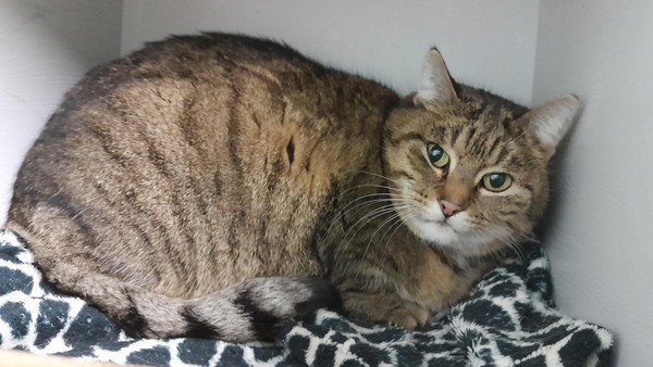 Nach dem Tod des Besitzers: Katzendame Jella sucht ein Zuhause mit viel Freilauf