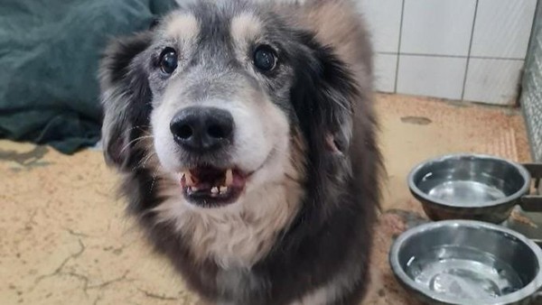 Frauchen musste ins Pflegeheim: Hundesenior Teddy sucht ein gemütliches Zuhause