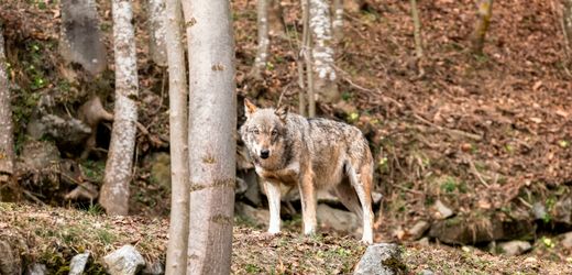 Wölfe können sich an Menschen gewöhnen – wenn es sich lohnt