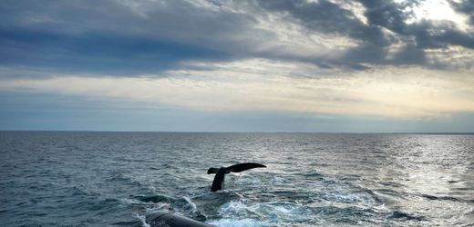 Bundestag billigt internationales Meeresschutzabkommen
