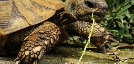 Golem Grad: Schildkröten-Männchen quälen Weibchen, bis diese sich umbringen