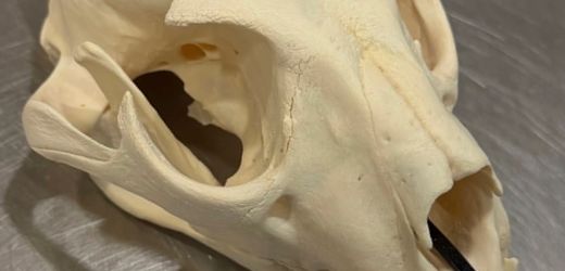 Hannover: Zoll entdeckt am Flughafen Leopardenschädel in Koffer