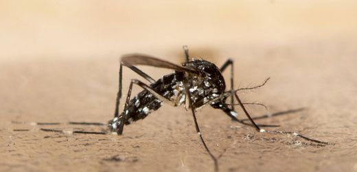 Chikungunya: Virus breitet sich offenbar auch bei niedrigeren Temperaturen aus