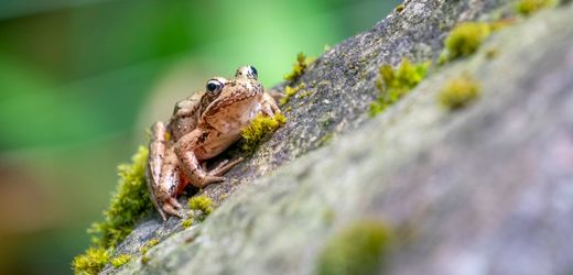Klimawandel: Frösche beginnen früher, im Turbo-Modus zu quaken