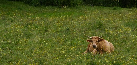 Ernährung: Frankreich ruft zu weniger Fleisch- und Wurstkonsum auf