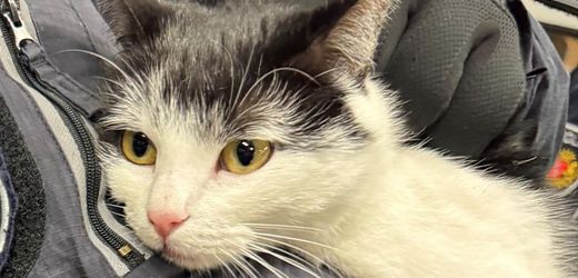 Bremen: Katze auf Solotour – Stadtmusikant fährt Zug