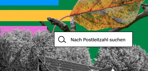 Borkenkäfer, Dürre, Fichtensterben: So geht es dem Wald in Ihrer Region