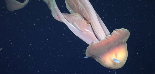 Argentinien: Forscher filmen Qualle von der »Größe eines Schulbusses«