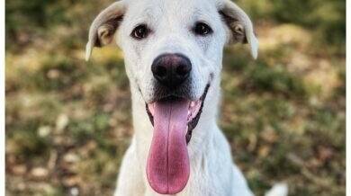 Tier der Woche aus Hilden: Energiebündel Peppo sucht ein liebevolles Zuhause