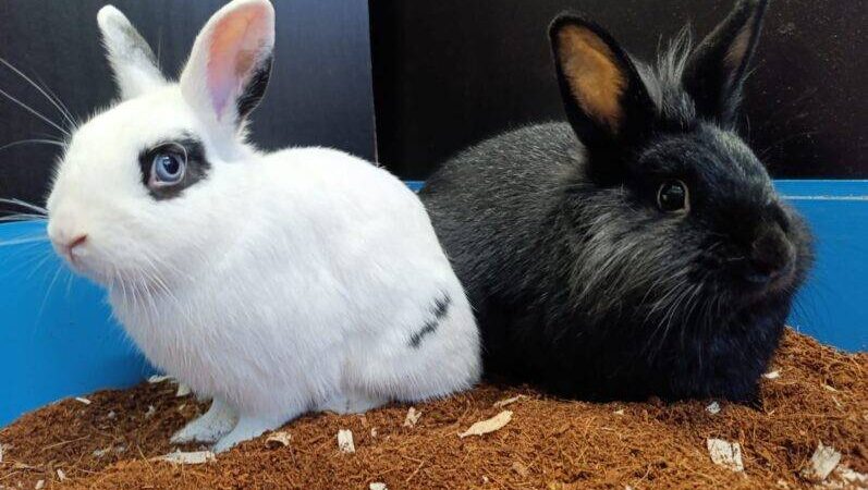 Tiere der Woche aus Hilden: Barney & Rocky suchen gemeinsam ein Zuhause