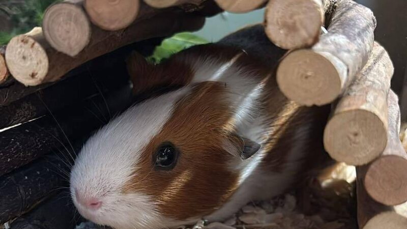 Kleintier allein im Bus: Tierretter nennen das Meerschweinchen „Findibus“