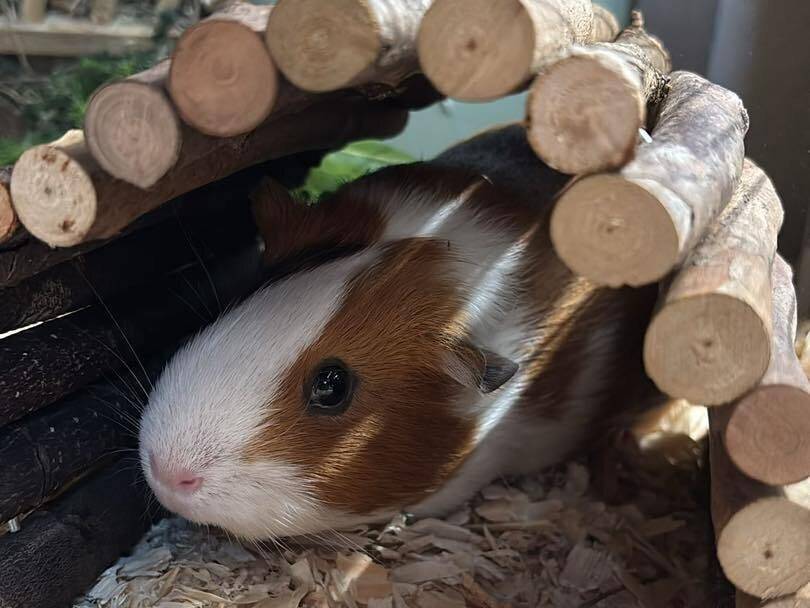 Kleintier allein im Bus: Meerschweinchen „Findibus“ ist wieder zu Hause