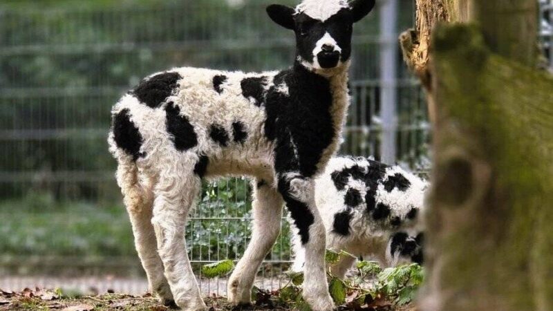 Saisonstart im Tierpark Brüggen 2026: Tierischer Nachwuchs und besondere Tierbegegnungen