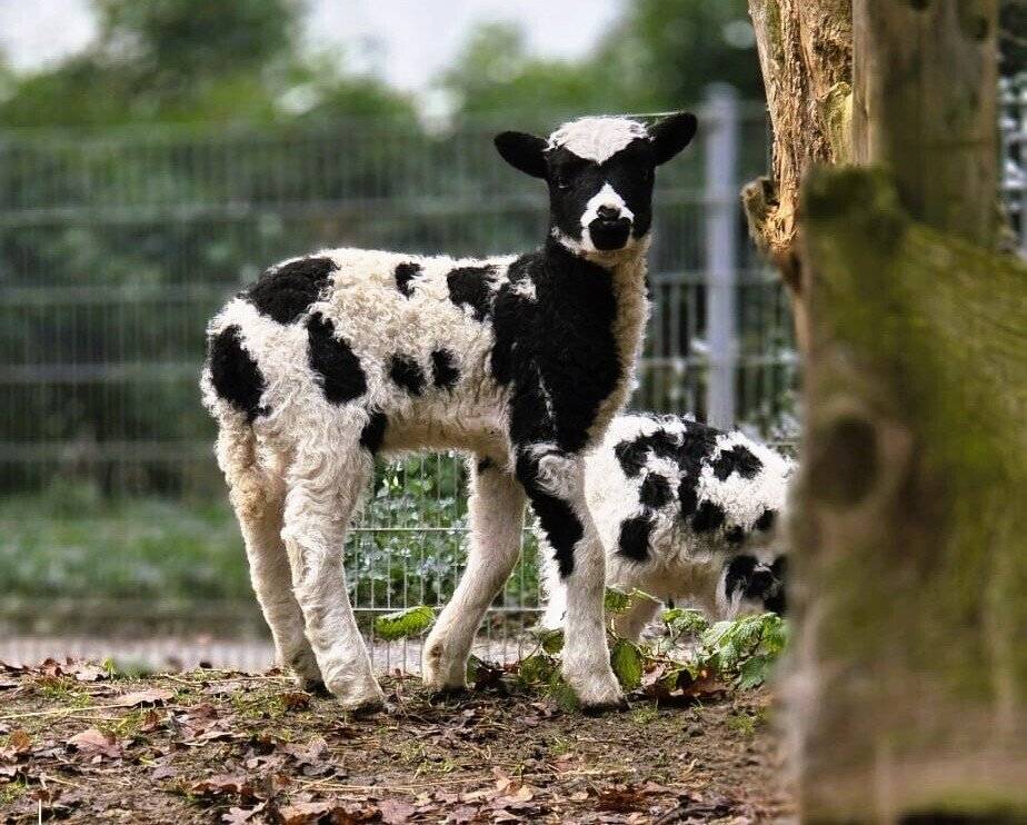 Saisonstart im Tierpark Brüggen 2026: Tierischer Nachwuchs und besondere Tierbegegnungen