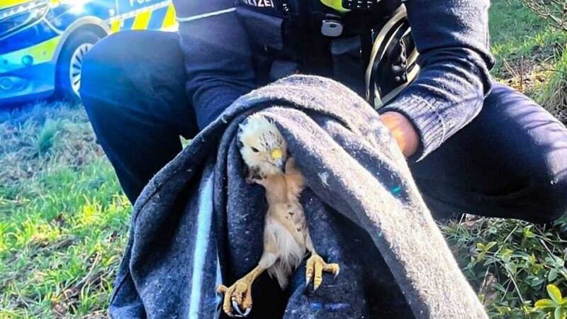 „Ergreifender Einsatz“ in Hamminkeln: Polizei rettet verletzten Bussard von Straßenrand